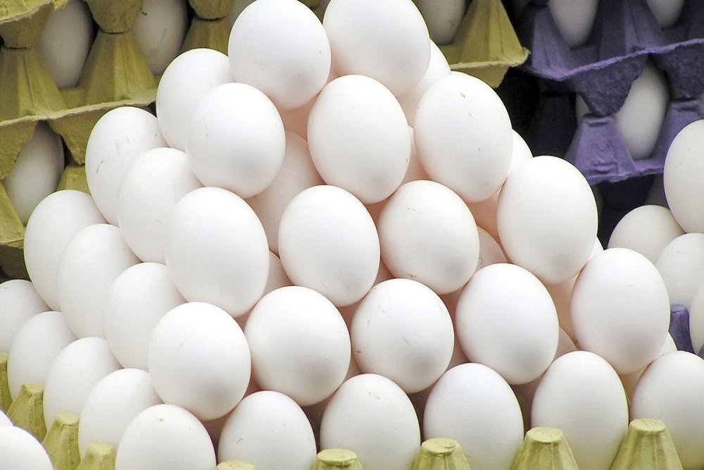 توزیع اینترنتی روزانه پنج تن تخم مرغ در قزوین