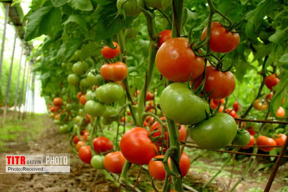 50 تن گوجه از قزوین به امارات صادر شد