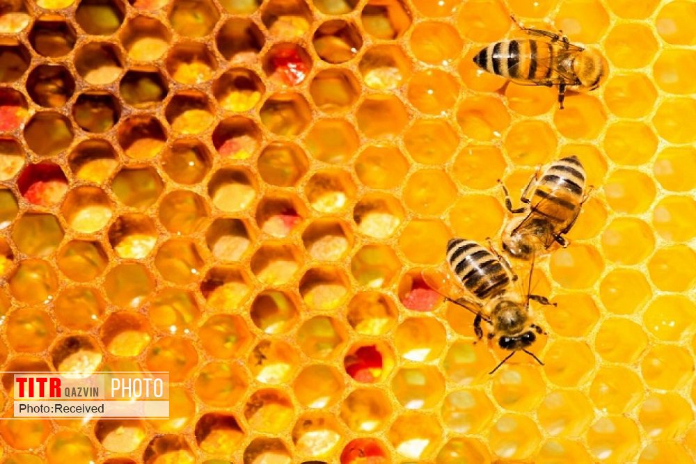 تدوین استاندارد بین المللی خوراک زنبور عسل در قزوین 