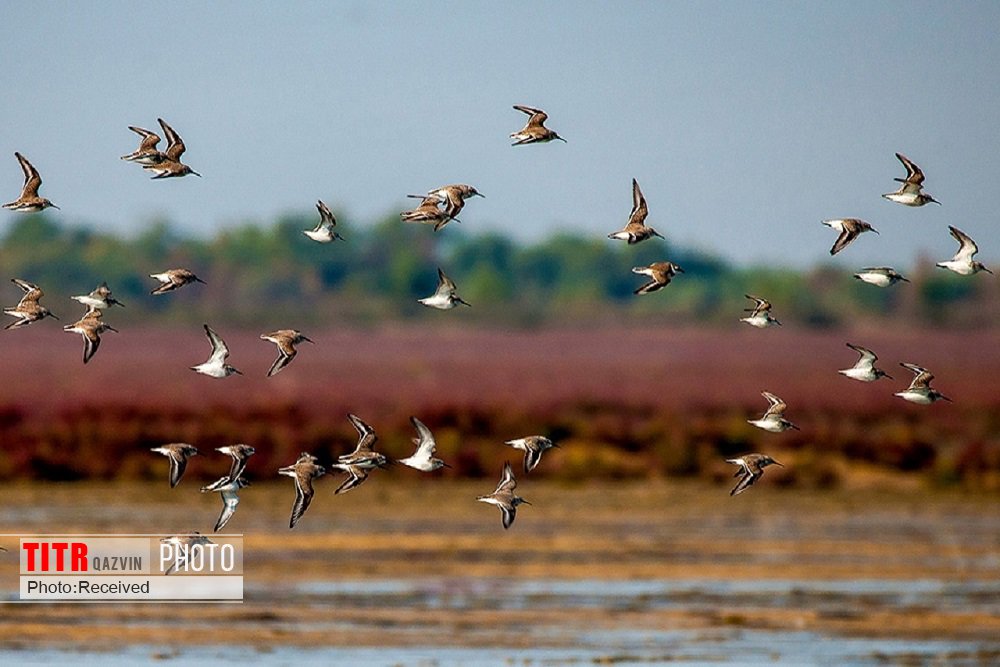 شناسایی 22 گونه پرنده آبزی و کنارآبزی در تالاب‌های استان قزوین