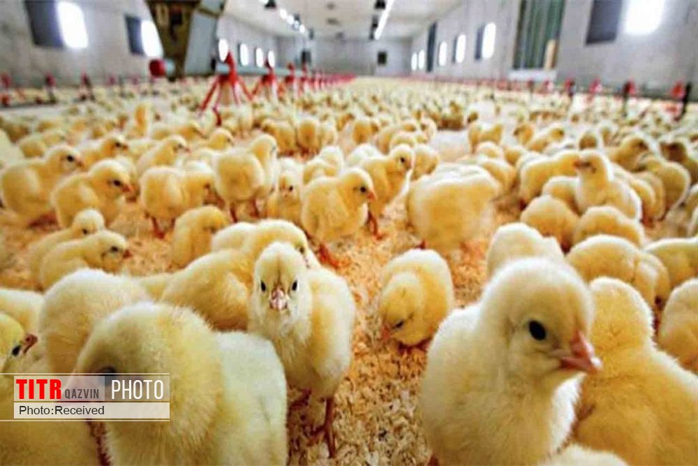 جوجه ریزی در مرغداری‌های قزوین 1.5 درصد افزایش یافت