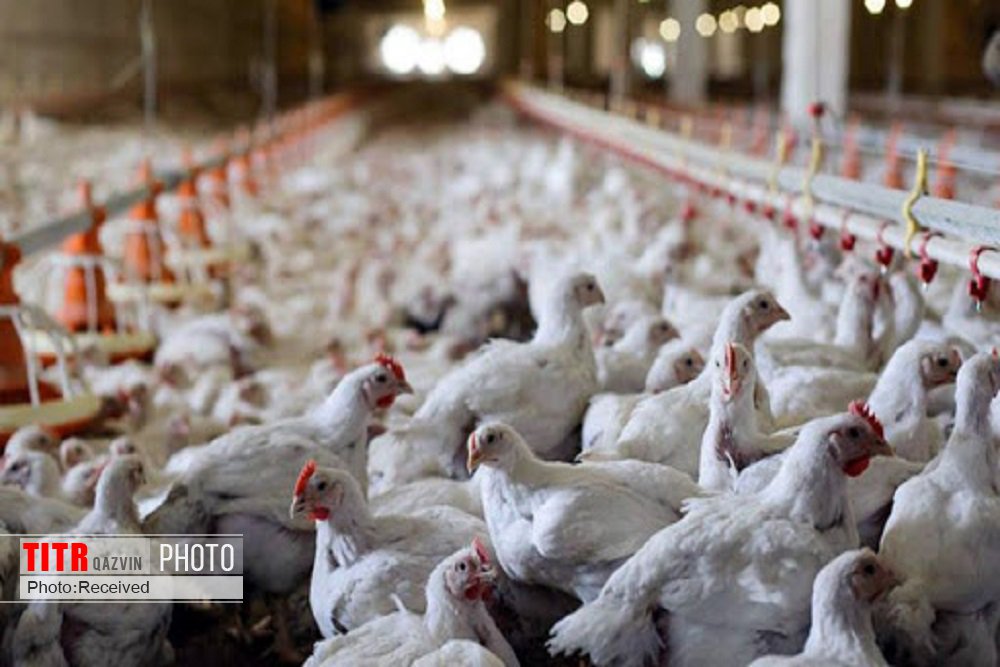 کشف محموله مرغ زنده قاچاق در شهرستان البرز