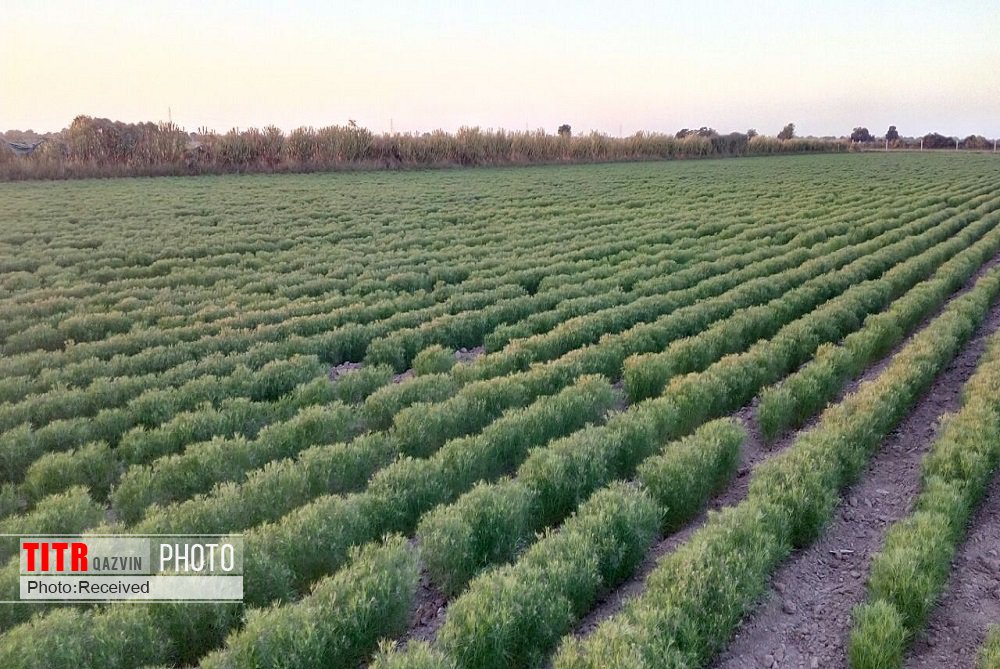 پیش‌بینی کاشت زیره سبز در 70 هکتار از مزارع البرز