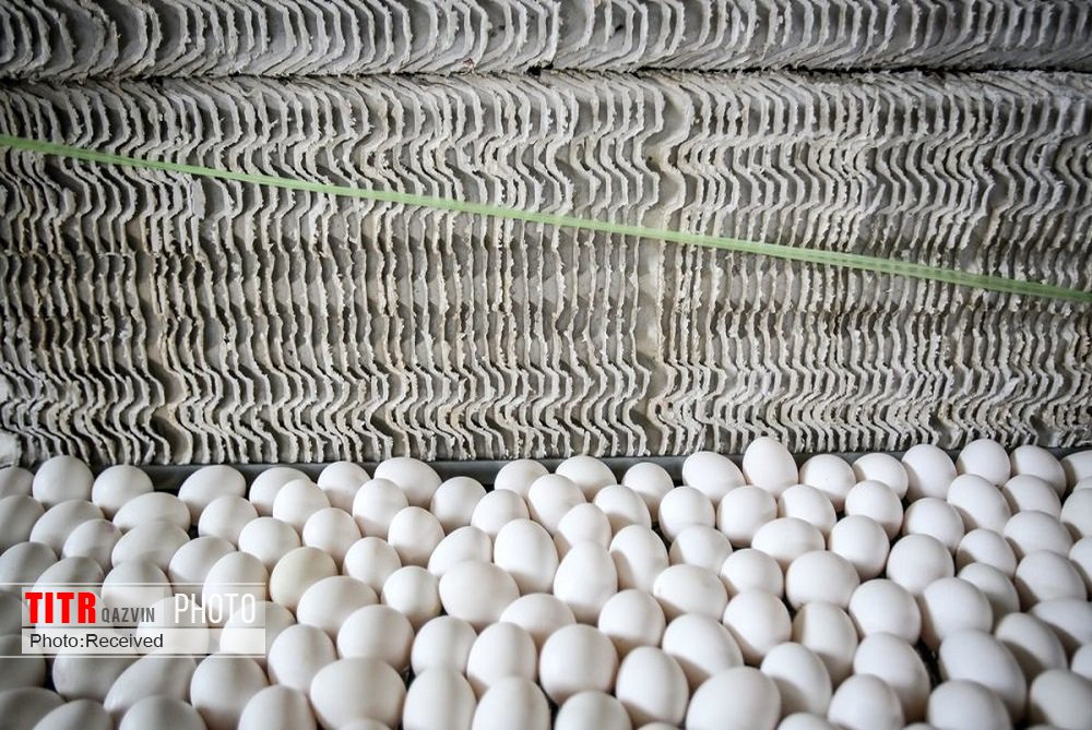 تولید تخم مرغ در قزوین 13 درصد افزایش یافت