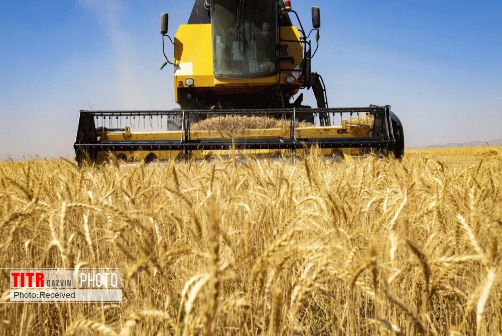 250 هزارتن گندم از مزارع قزوین برداشت می‌شود