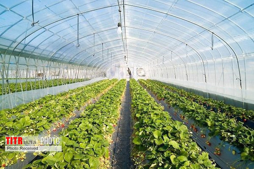 بیش از شش هزار متقاضی تسهیلات تولید کشاورزی به بانک‌های قزوین معرفی شدند