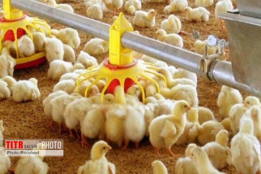 میزان جوجه ریزی در مرغداری‌های قزوین 9 درصد افزایش داشته است