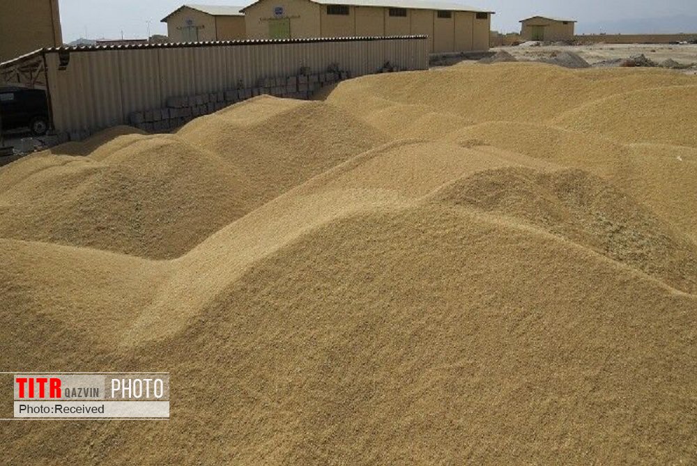 500 تن گندم احتکار شده در آوج توقیف شد