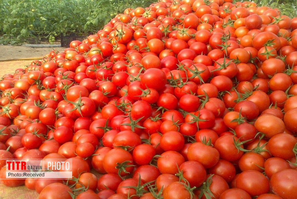 کاهش 14 درصدی کشت گوجه فرنگی در استان قزوین