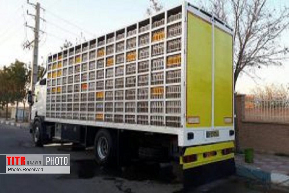 رصد خودروهای حمل و توزیع بار مرغ در سه کشتارگاه قزوین فعال است
