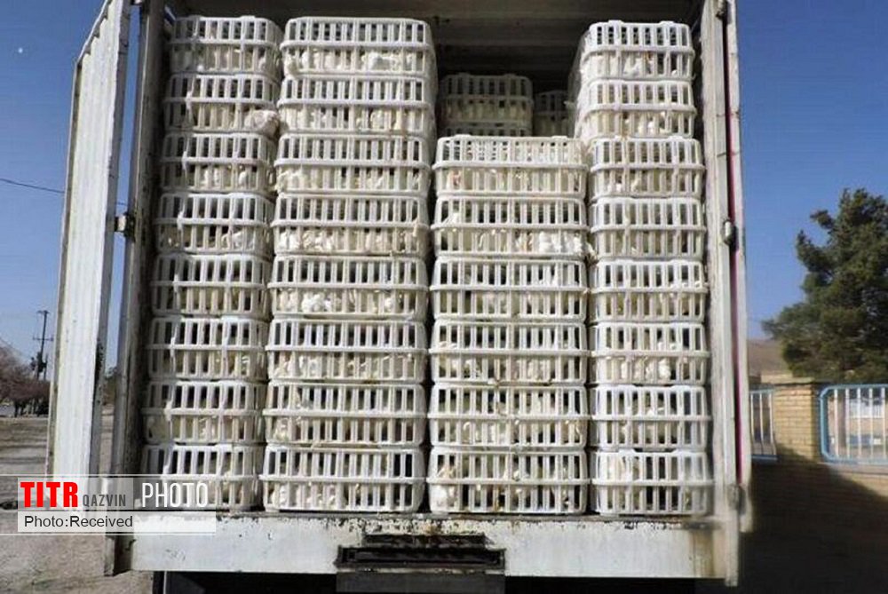 10 تن مرغ زنده قاچاق در بوئین زهرا کشف شد
