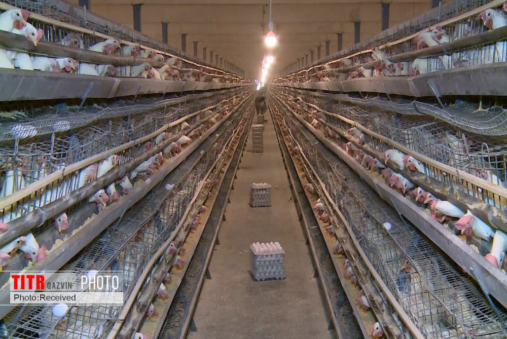 تولید 40 هزار تن تخم مرغ در واحدهای مرغ تخم گذار استان قزوین
