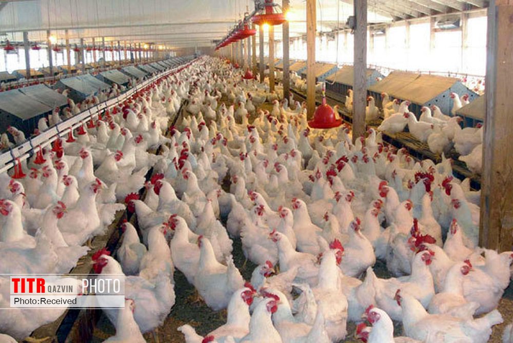 احیای بزرگترین واحد تولید مرغ گوشتی کشور