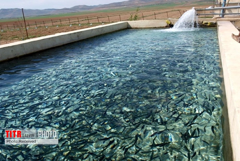 تولید 10 هزار تن ماهی از اولویت‌های اصلی قزوین است