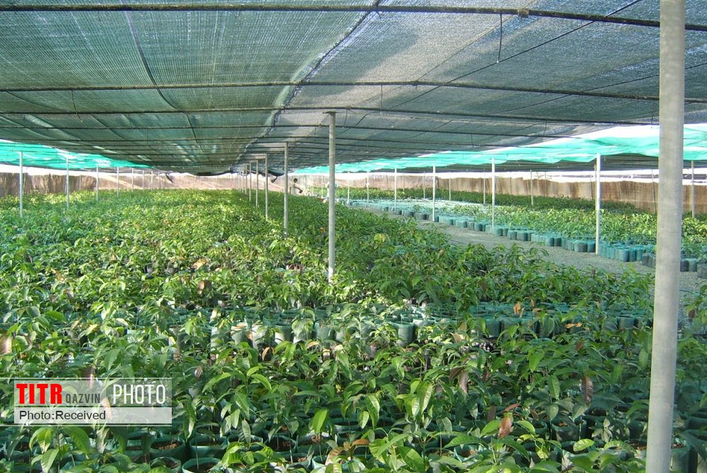 تخصیص اعتبار ویژه برای صدور گواهی محصولات کشاورزی سالم در قزوین