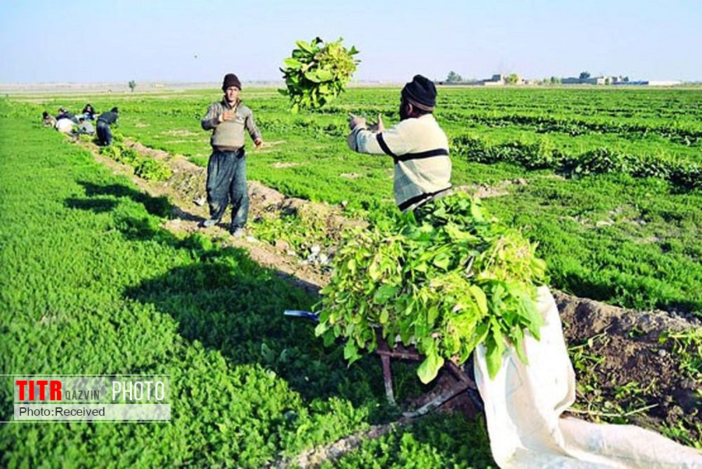 340 نفر در بخش کشاورزی آبیک مشغول به کار شدند