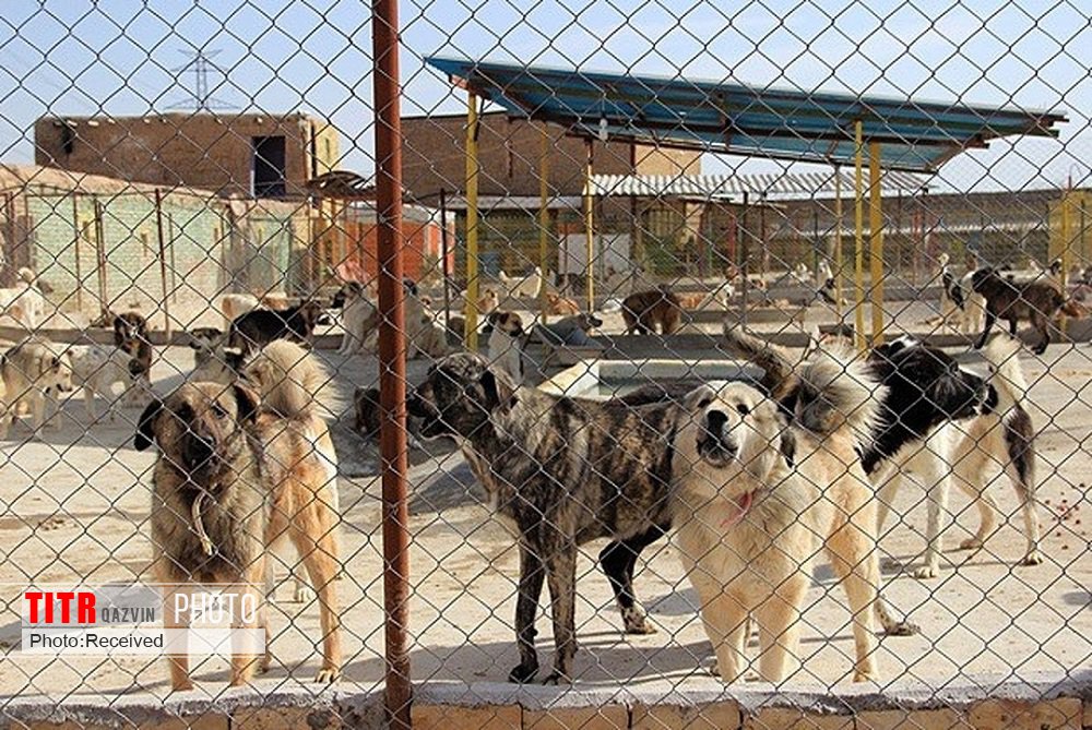 ضرورت راه‌اندازی کمپ نگهداری حیوانات بدون صاحب در قزوین