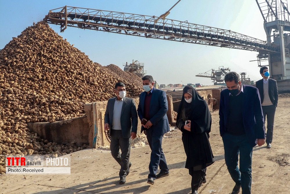 25 هزار تن چغندر از مزارع قزوین برداشت شد