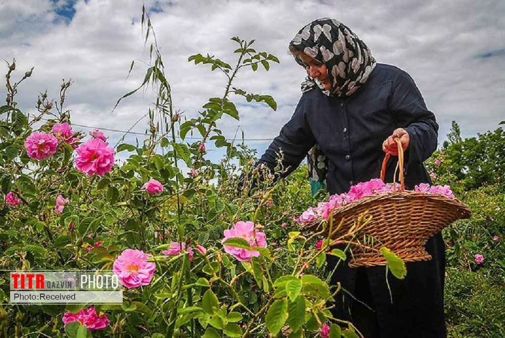 اختصاص تسهیلات به زنان روستایی قزوین  از صندوق کار آفرینی 
