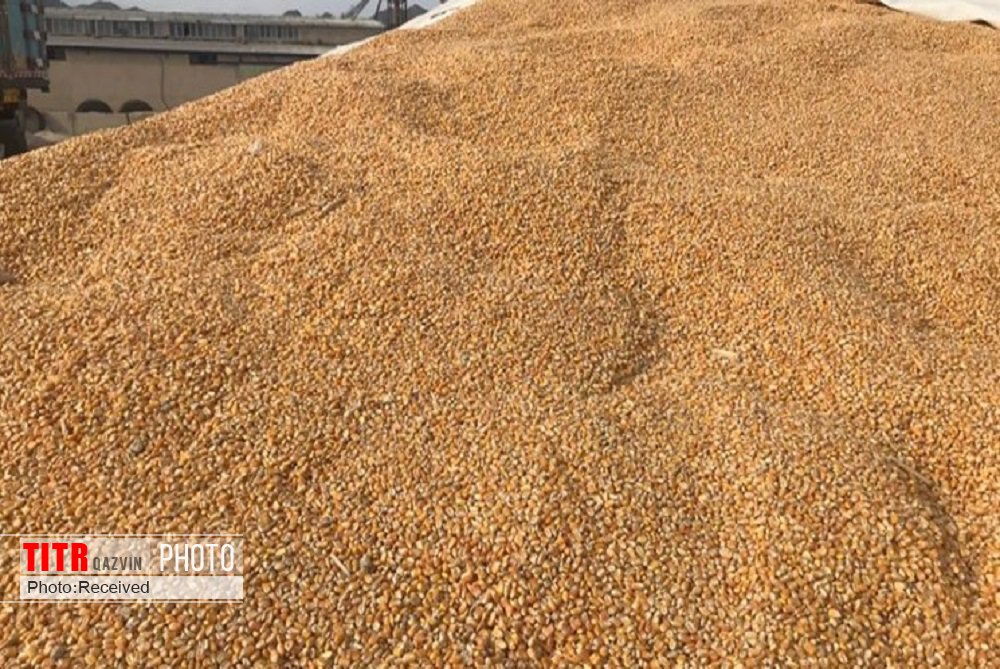 تحقق برنامه کشت گندم در مزارع قزوین