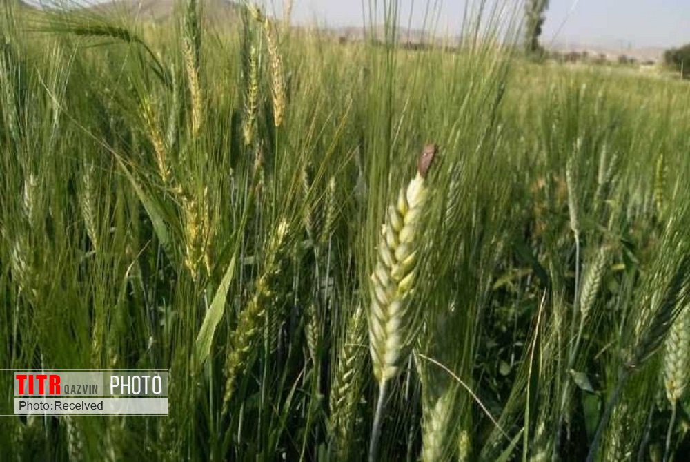 مبارزه با سن غلات در 112 هزار هکتار از اراضی کشاورزی قزوین