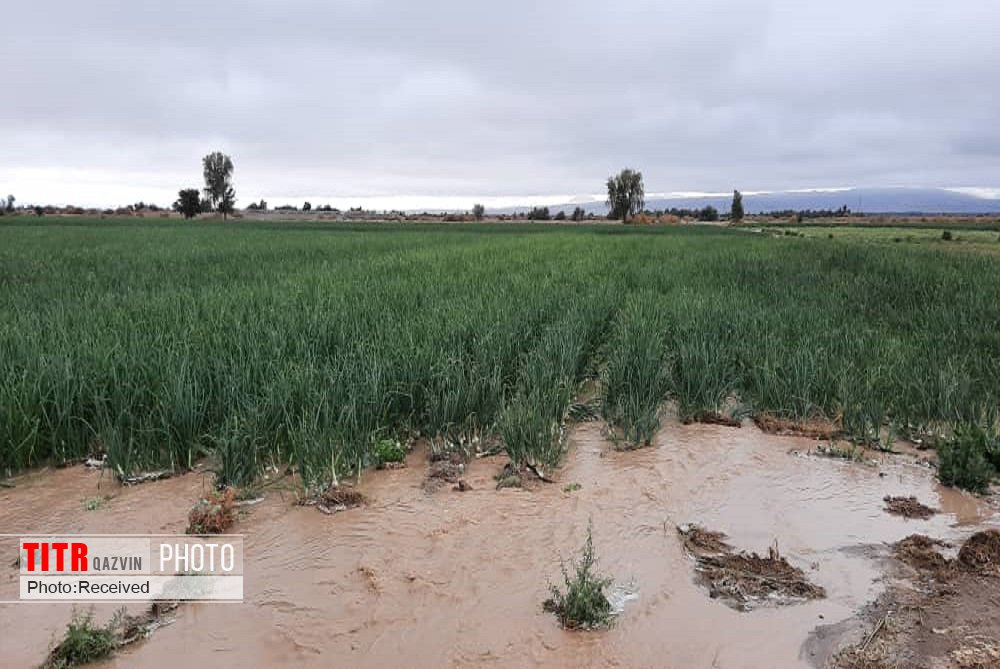 سیلاب بیش از 56 میلیارد ریال به کشاورزی قزوین آسیب زد