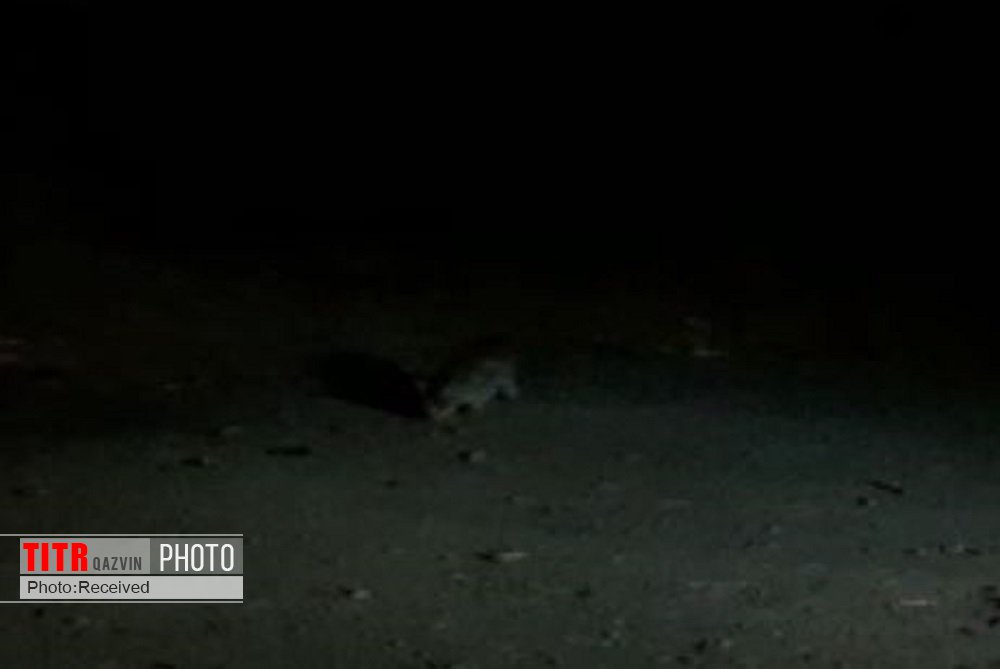 مشاهده گربه وحشی برای اولین توسط محیط‌بانان آبیک