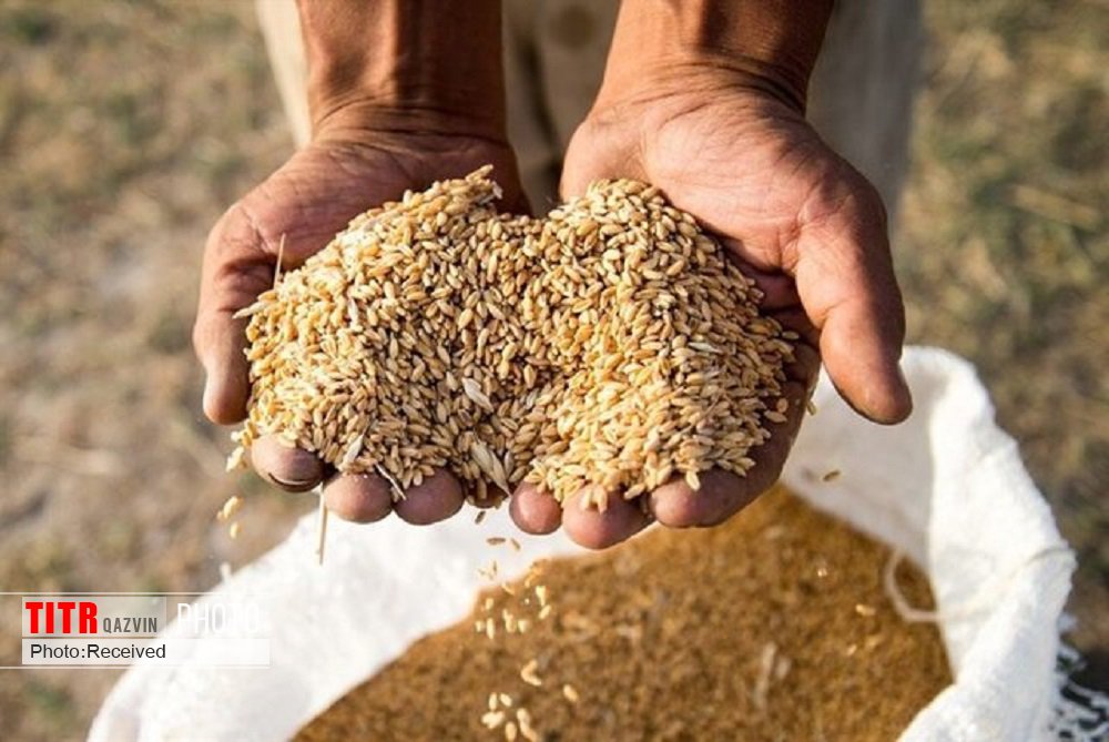 اختصاص سه هزار تن بذر گندم برای دیم زارهای قزوین
