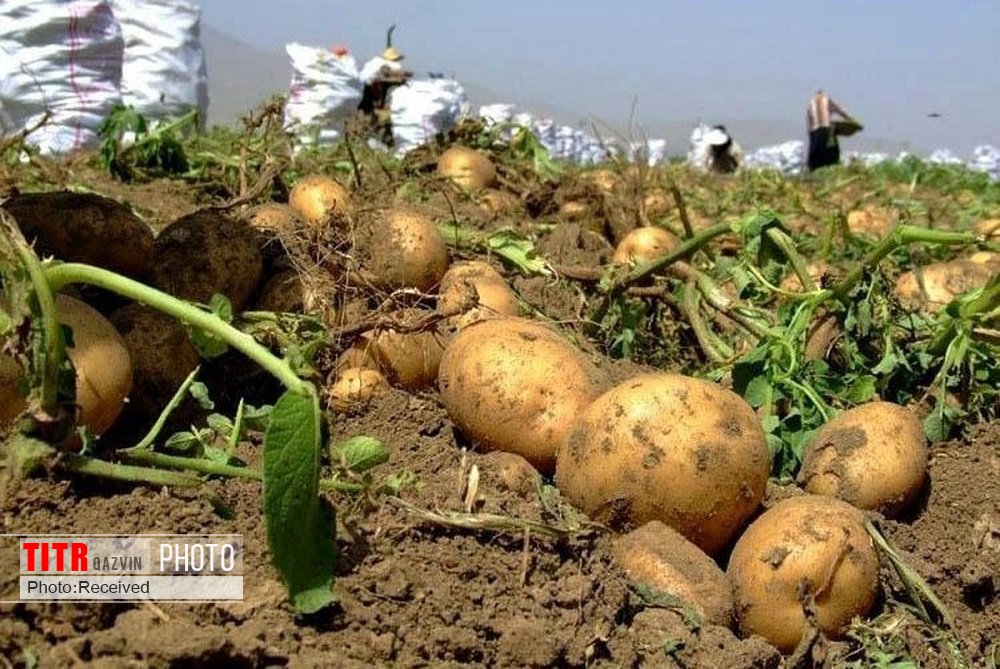 200 هزار هکتار از اراضی کشاورزی قزوین زیر کشت می رود