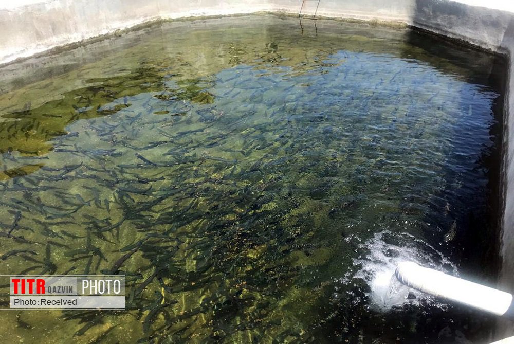  تولید و پرورش 2 تن ماهی در قزوین