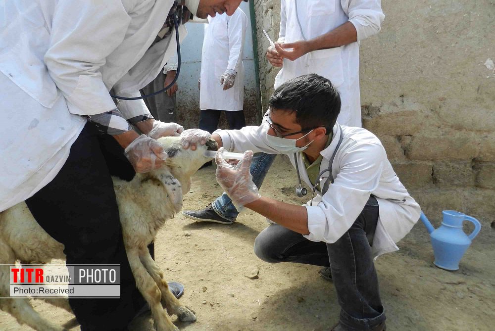 نشخوارکنندگان کوچک قزوین علیه بیماری طاعون واکسینه شدند