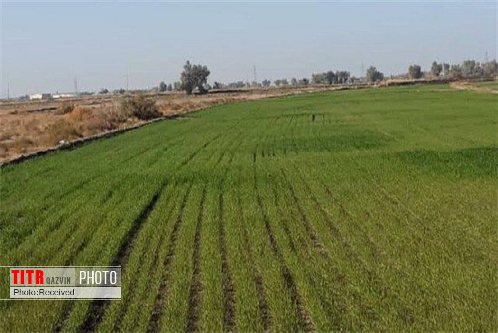 کشت 60 هزار هکتار محصول زراعی در قزوین