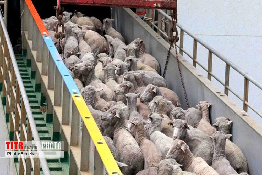 100راس گوسفند قاچاق در شهرستان تاکستان کشف شد