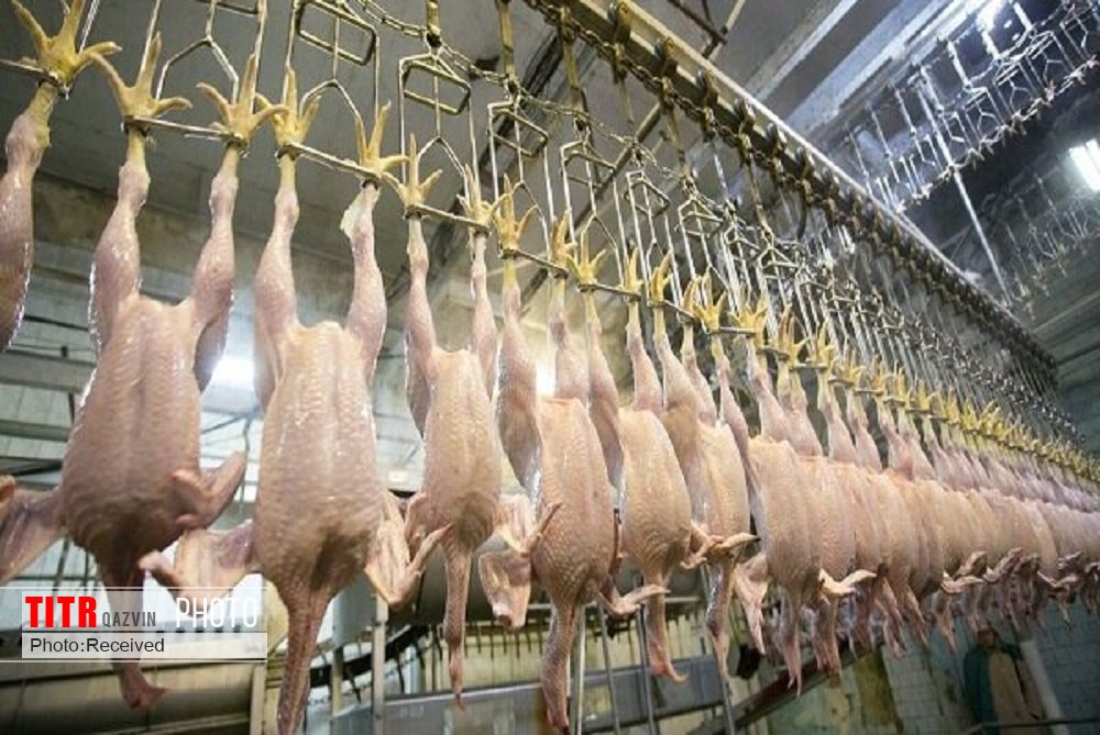 تامین و توزیع گوشت مرغ در قزوین فقط از سامانه ستکاوا انجام می‌شود