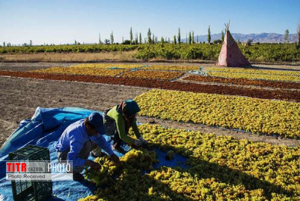افزایش شش برابری صادرات محصولات کشاورزی در قزوین