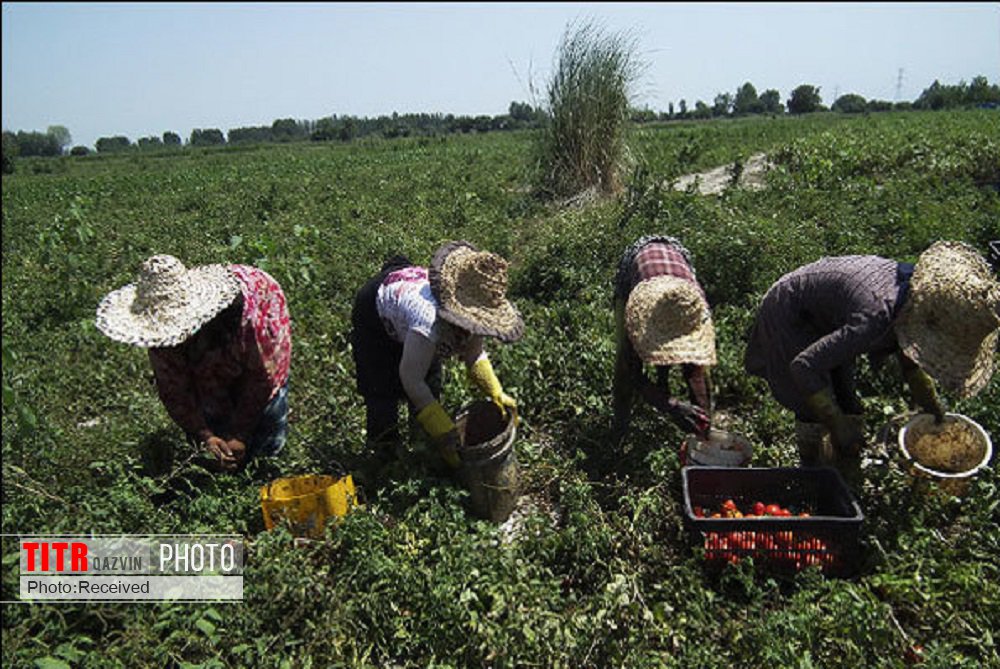 تحقق 93 درصدی اشتغال در بخش کشاورزی قزوین