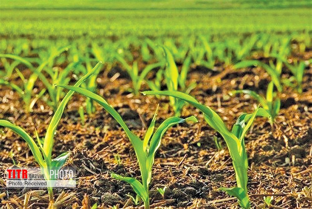 مشکلات چهار تولیدکننده بخش کشاورزی در قزوین برطرف شد