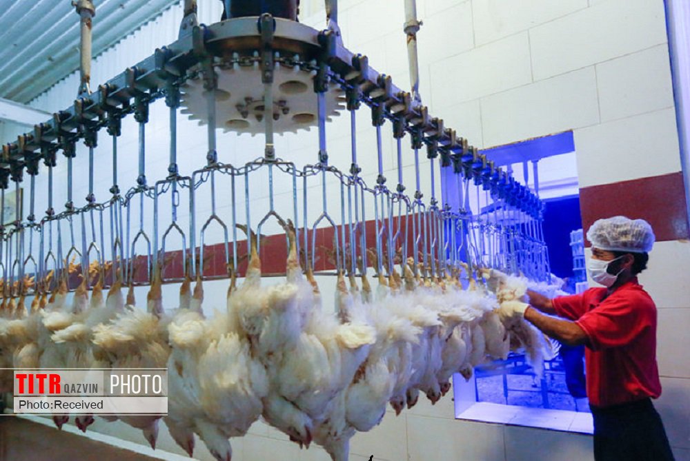 تولید 62 هزار تن مرغ گوشتی در واحدهای تولیدی قزوین