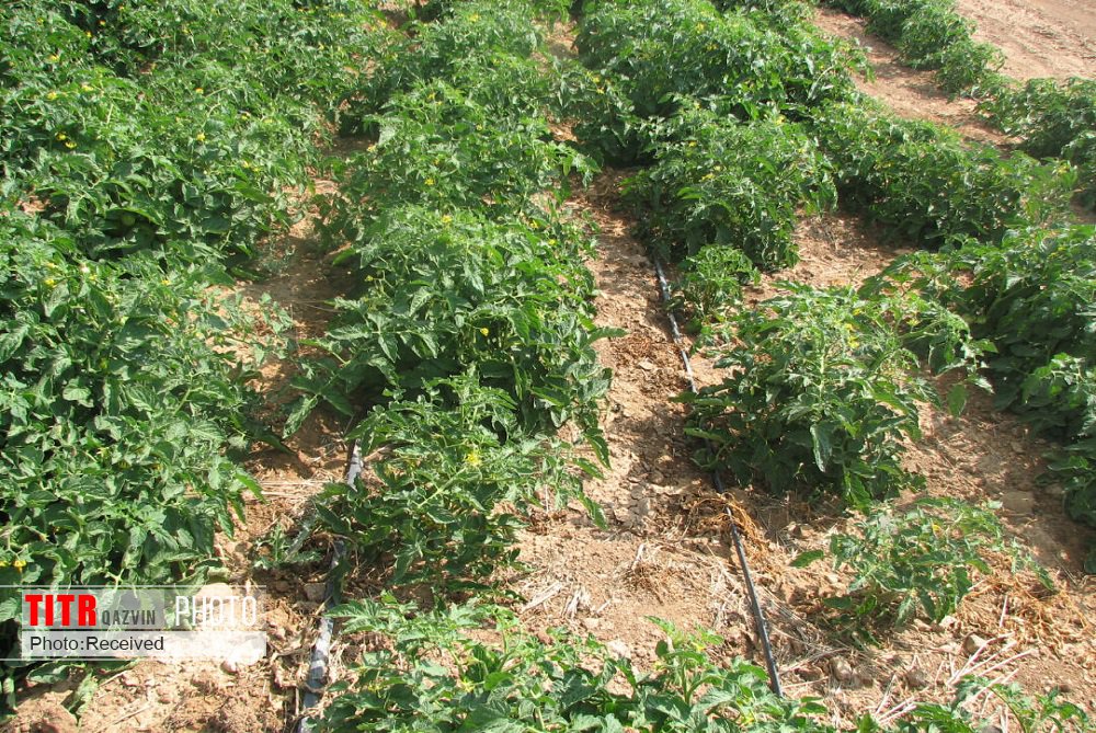 کشت بیش از 80 درصد مزارع سبزی و صیفی قزوین به روش نشایی