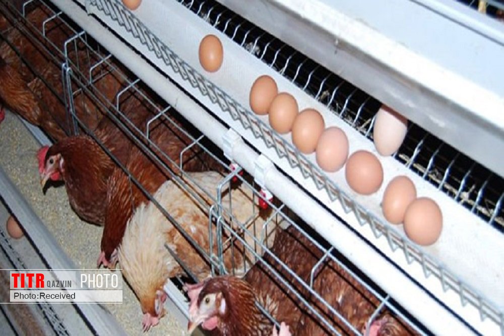 تولید تخم مرغ در قزوین 12 درصد افزایش یافت