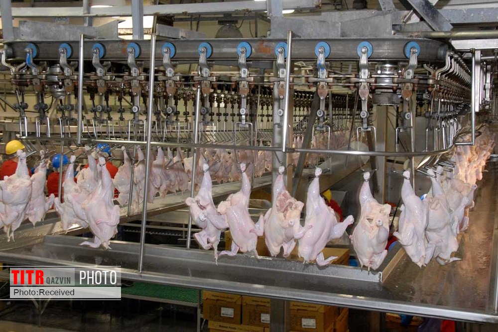 هفت هزار تن مرغ در مرغداری‌های قزوین تولید شد