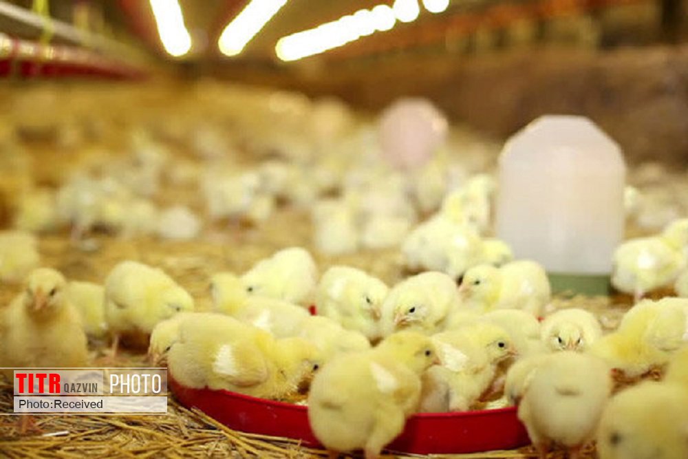 جوجه‌ریزی در مرغداری‌های قزوین 35 درصد افزایش یافت