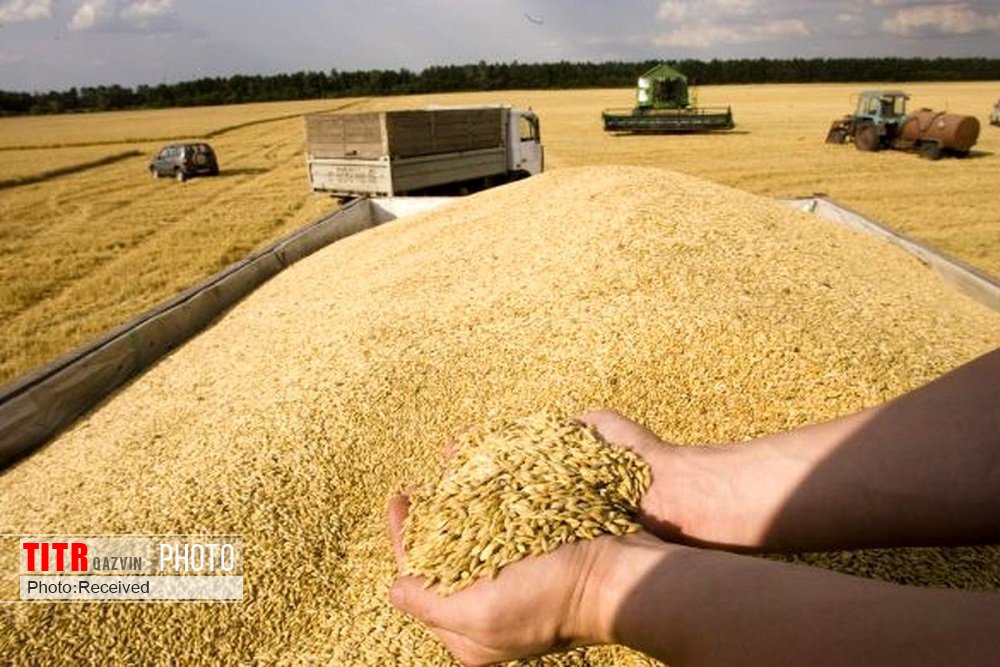 خرید تضمینی بیش از 197 هزار تن محصول زراعی در قزوین