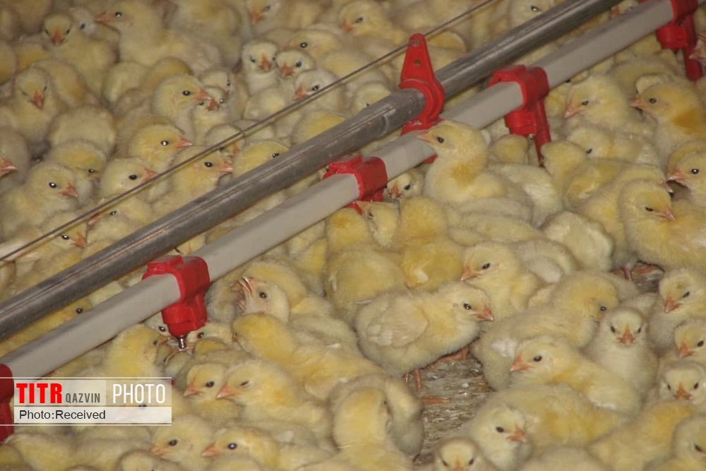 رشد 37 درصدی جوجه ریزی در مرغداری‌های قزوین