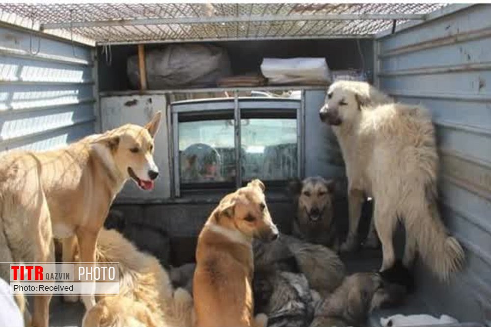 700 قلاده سگ بدون صاحب از سطح شهر الوند جمع‌آوری شد