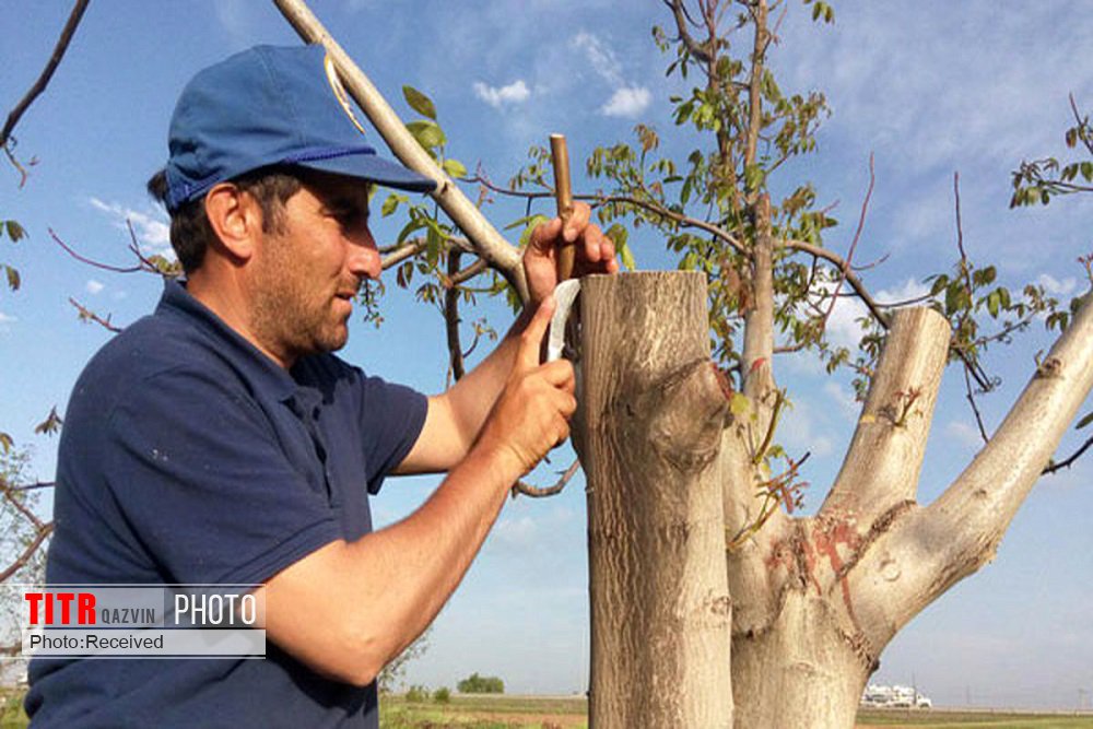 پنج هزار اصله درخت گردو در قزوین جوان‌سازی شد