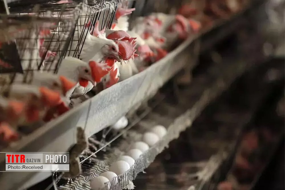 147 هزار و 800 قطعه مرغ زنده از مرز دوغارون به افغانستان صادر‌شد