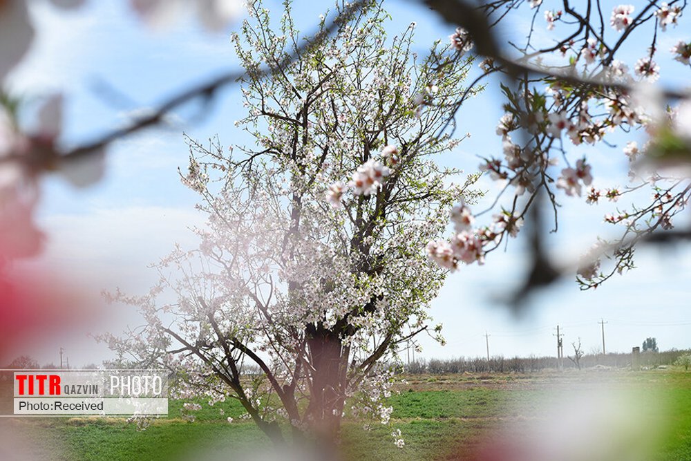 جشن شکوفه‌های بادام در دژکرد فارس؛ تجلی‌گاه ظرفیت‌های ملی و بین‌المللی