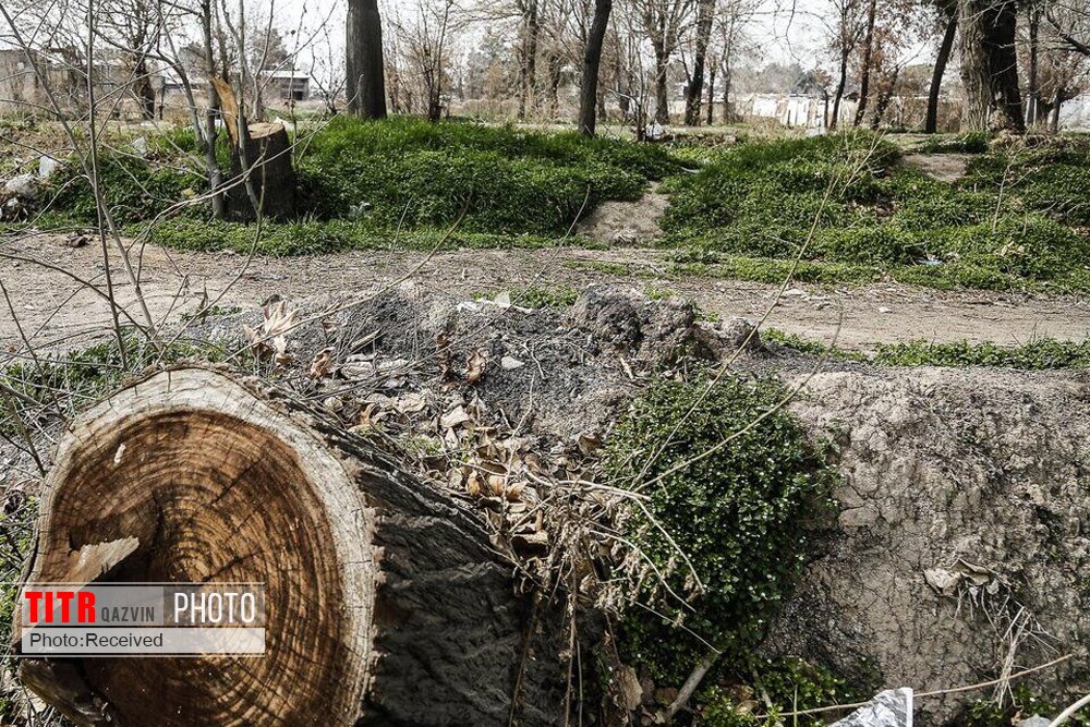 تایید خشکاندن و قطع 16 هزار درخت در پارک‌های جنگلی تهران
