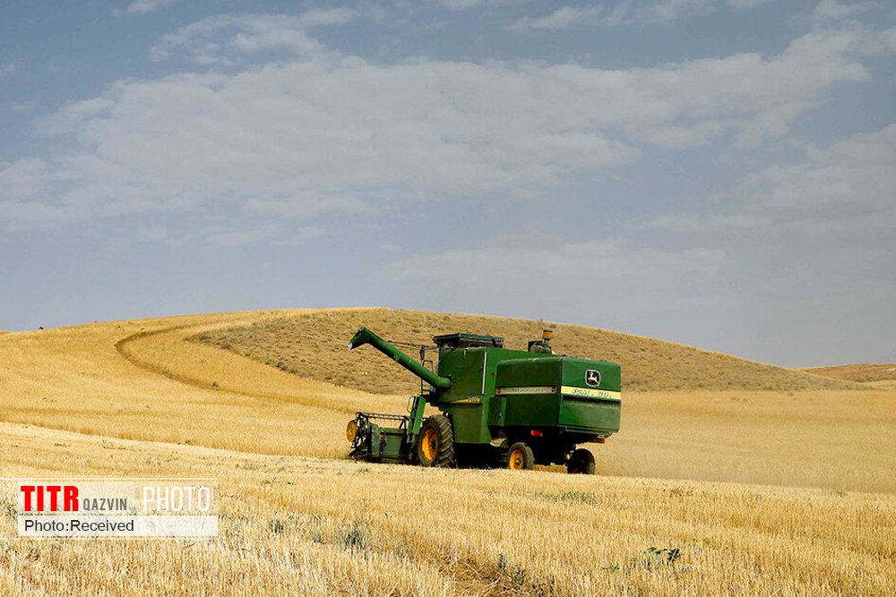 خرید تضمینی گندم از کشاورزان قزوین 18 درصد افزایش یافت